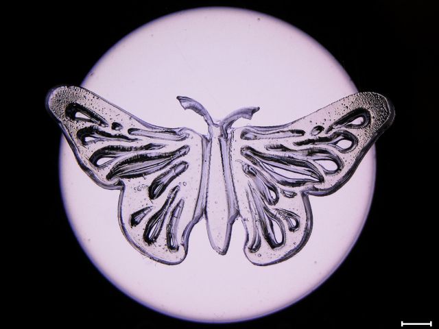 2019 butterfly dolinski