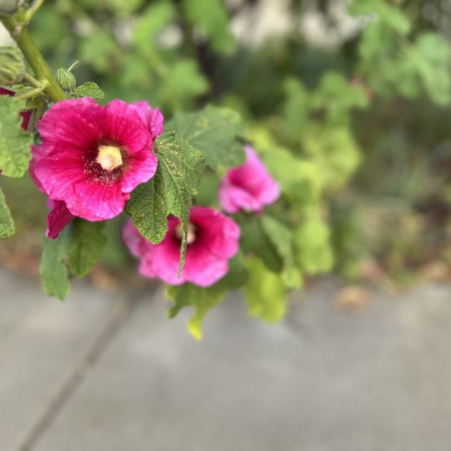 Alyssa imaged as flowers